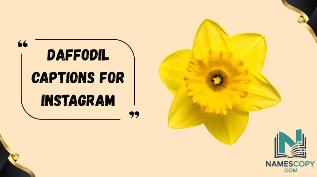 Daffodil Captions for Instagram